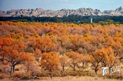 【南北疆】 新疆天山天池、火洲吐魯番、人間凈土喀納斯雙飛8日游