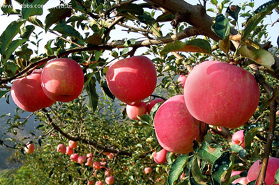 【西安三鎮(zhèn)】安吳堡、袁家村、茯茶鎮(zhèn)二日游