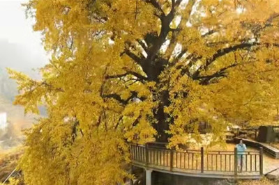 【十堰】古樹村、打卡網(wǎng)紅路賞秋1日游